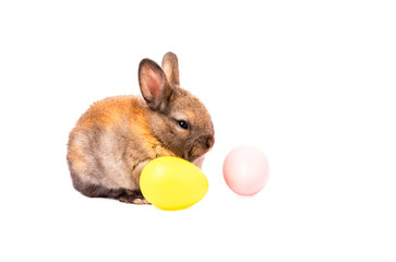 Little pretty brown rabbit with Easter eggs