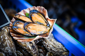 fresh shells close up view