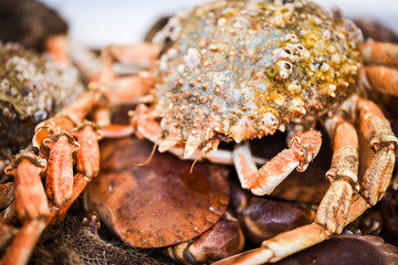 fresh lobster close up view