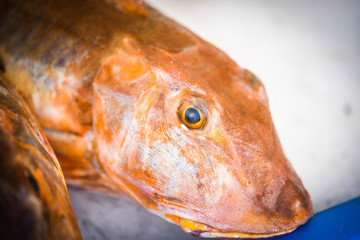 fresh red fish close up view