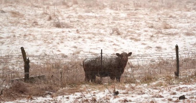 bull cow in snowstorm along barb fence