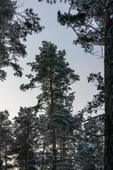 Cloudy winter morning in a pine forest. Winter landscape, early morning.