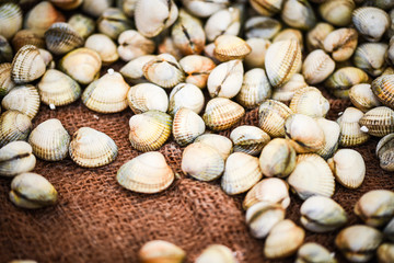 fresh shells close up view