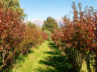 Fototapeta premium farm and decorations