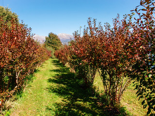 Fototapeta premium farm and decorations