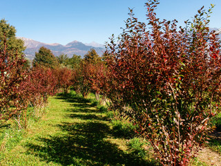 farm and decorations