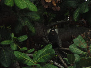 Sagui