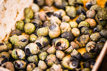 fresh shells close up view