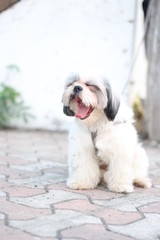 Shih Tzu dog sitting close up shot taken in garden