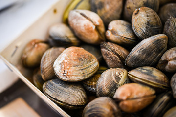 fresh shells close up view