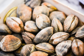 fresh shells close up view