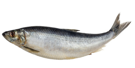 Herring fish isolated on white background