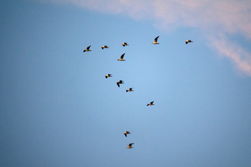 vol de Mouettes