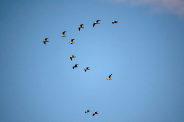 Mouettes