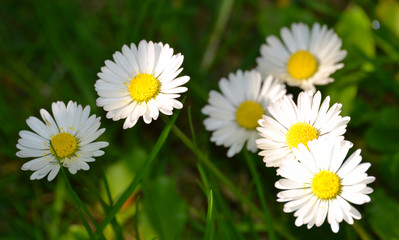 Fototapeta premium Gänseblümchen auf grüner Wiese zwischen Licht und Schatten