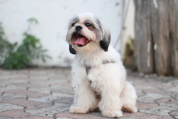 Shih Tzu dog sitting close up shot taken in garden