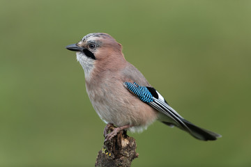 Eurasian jay sitting on a branch