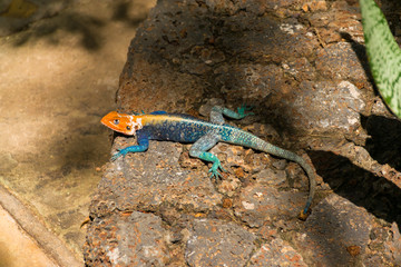 A colourful male Agama lizard (Agama lionotus) resting on a rocky wall in the sun, Kenya