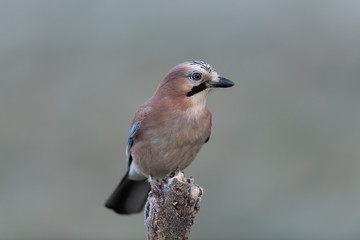 Eurasian jay sitting on a branch