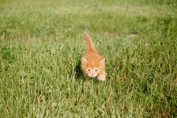 Little ginger kitten with blue eyes walks in green grass