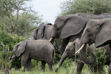 Naklejka na ściany i meble Wild elephant herd with babys in serengeti, tanzania, africa