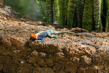 A colourful male Agama lizard (Agama lionotus) resting on a rocky wall in the sun, Kenya