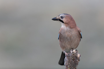 Eurasian jay sitting on a branch