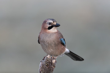 Eurasian jay sitting on a branch