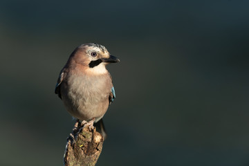 Eurasian jay sitting on a branch