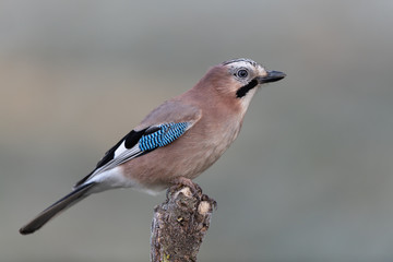 Eurasian jay sitting on a branch