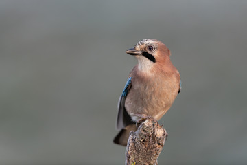 Eurasian jay sitting on a branch