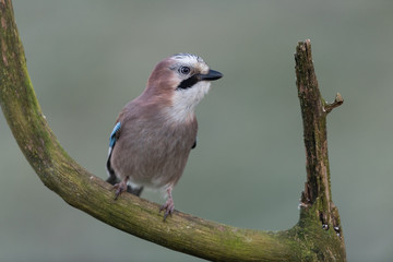 Eurasian jay sitting on a branch