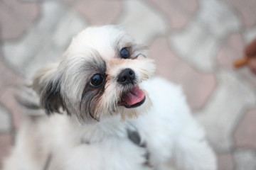 Shih Tzu dog sitting close up shot taken in garden