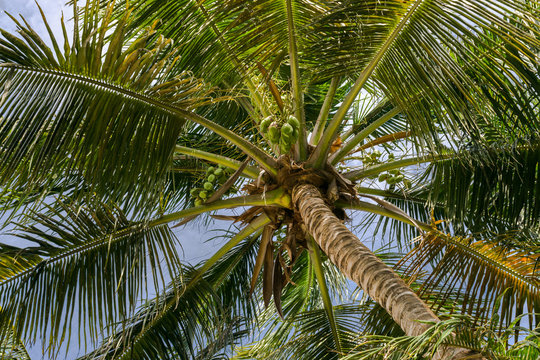 Coconut palm tree with large gree seeds (Cocos nucifera) viewed from below