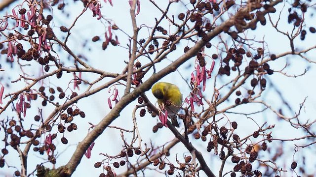 Eurasian siskin feeding on the tree