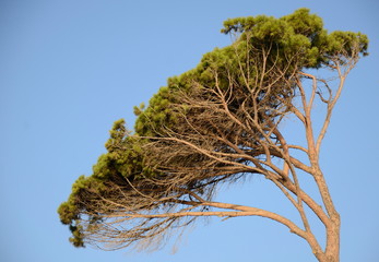Nature in Andalucia Spain Costa del sol, nature by the sea