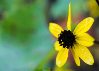 Flourishing Yellow Flower