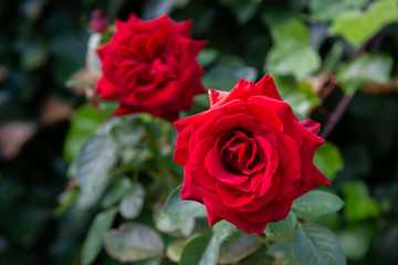 Beautiful red rose with its petals wide open with unfocused background of green leaves