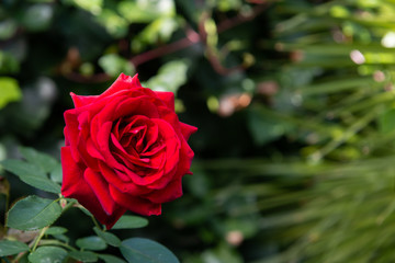 Beautiful red rose with its petals wide open with unfocused background of green leaves