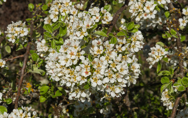 Pear Tree in Blossom 