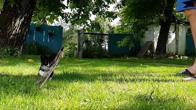 video footage of cute little black and white cat playing in backyard, hunting and jumping on sunny day, green grass 