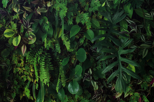 Vertical Garden Nature Backdrop, Living Green Wall Indoors Garden With Various Tropical Rainforest Foliage Plants (devil's Ivy, Ferns, Philodendron, Peperomia, And Inch Plant) On Dark Background.