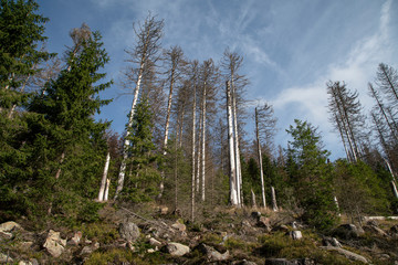Harz Forest