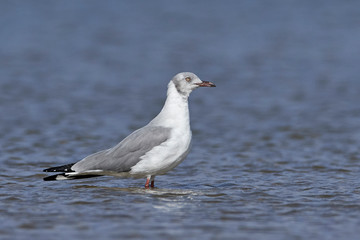 Grey-headed gull (Chroicocephalus cirrocephalus)