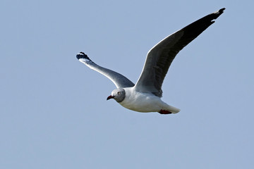 Grey-headed gull (Chroicocephalus cirrocephalus)