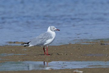 Grey-headed gull (Chroicocephalus cirrocephalus)