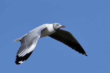Grey-headed gull (Chroicocephalus cirrocephalus)