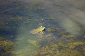 frog in water