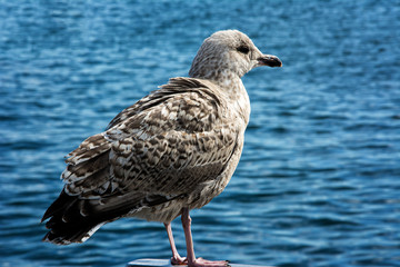 Seagull is sitting on a bollard