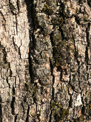 old tree texture background 